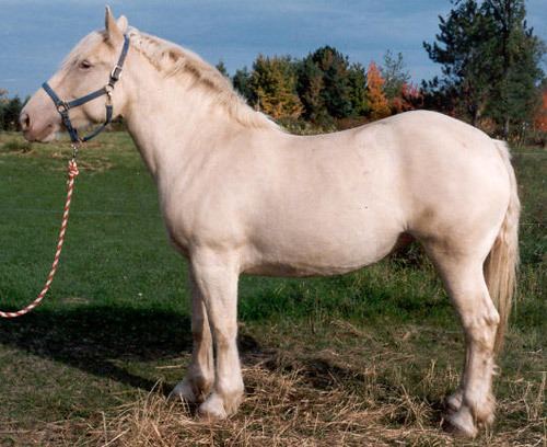 American Cream Draft American Cream Draft Horse Breed of The Week The Equinest