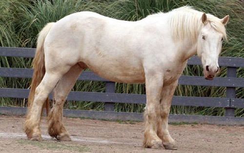 American Cream Draft American Cream Draft Horse