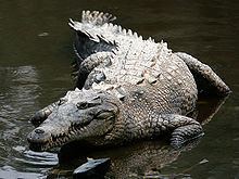 American crocodile httpsuploadwikimediaorgwikipediacommonsthu
