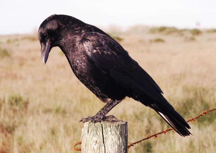 American crow American Crow Audubon Field Guide