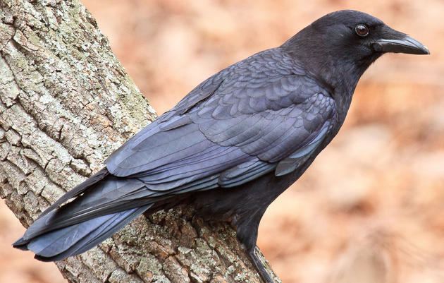 American crow American Crow Audubon Field Guide