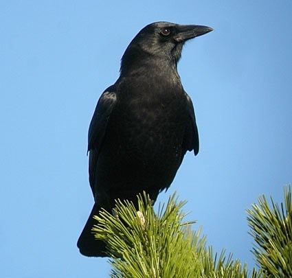 American crow httpswwwallaboutbirdsorgguidePHOTOLARGEam