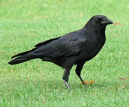 American crow American Crow Identification All About Birds Cornell Lab of