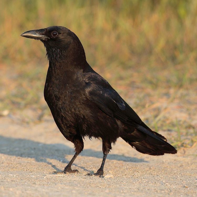 American crow American crow Wikipedia
