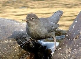 American dipper American Dipper Identification All About Birds Cornell Lab of