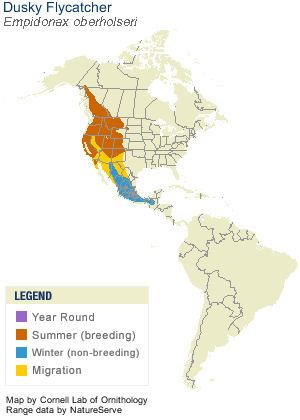 American dusky flycatcher Dusky Flycatcher Identification All About Birds Cornell Lab of