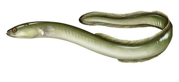 American eel What is the American Eel