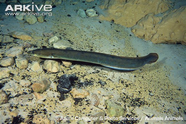 American eel American eel videos photos and facts Anguilla rostrata ARKive