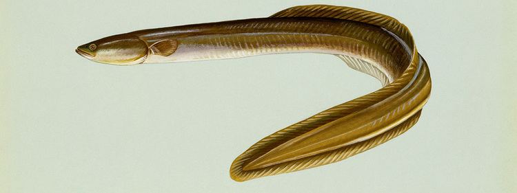 American eel Northeast Region US Fish and Wildlife Service