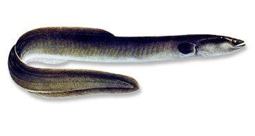 American eel wwwohiohistorycentralorgimages55cAmericanEe