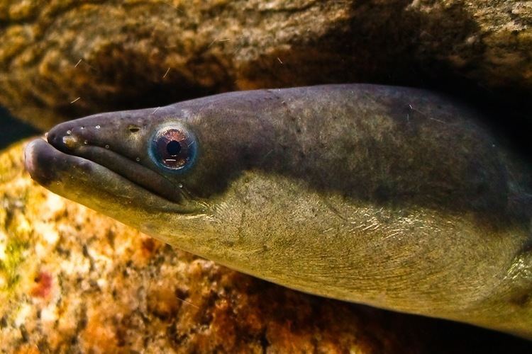 American eel For the Endangered American Eel A Long Slippery Road to Recovery