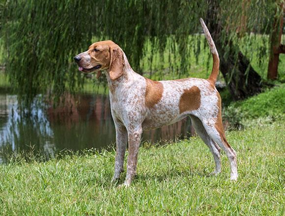 American English Coonhound American English Coonhound Breeders in the United States Siggy39s