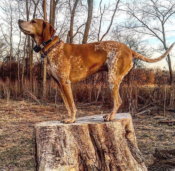 American English Coonhound American English Coonhound Dog Breed Information Pictures