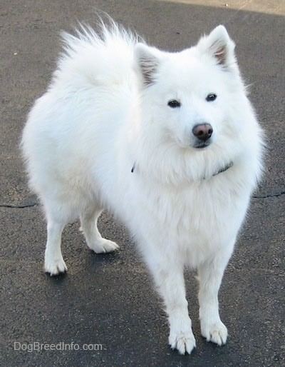 American Eskimo Dog American Eskimo Dog Breed Information and Pictures