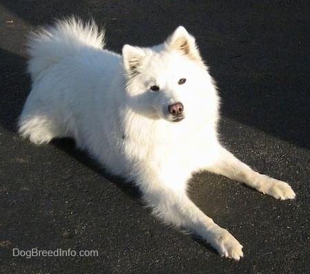 American Eskimo Dog American Eskimo Dog Breed Information and Pictures