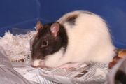 American Fancy Rat and Mouse Association