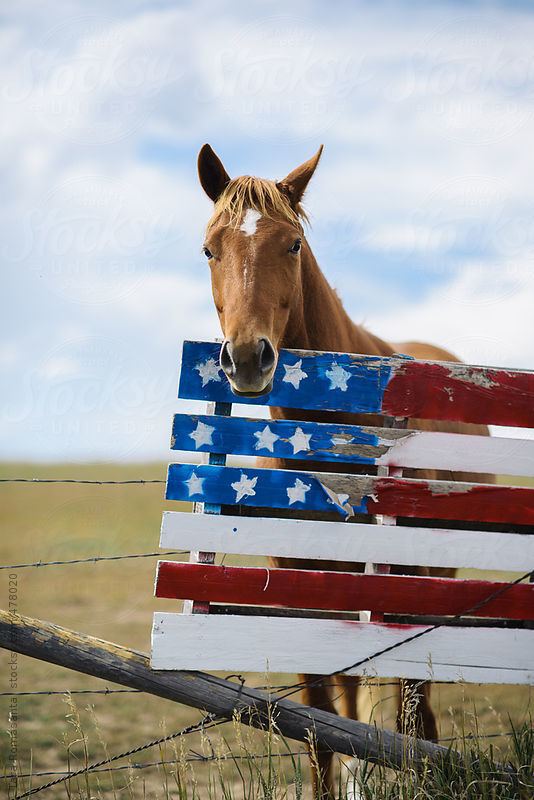 American Flag (horse) Stocksy United RoyaltyFree Stock Photos horse looks over a hand