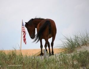 American Flag (horse) Corolla Wild Horse Fund American Wild Horse Preservation News