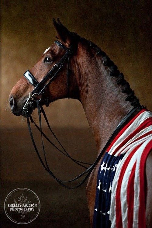 American Flag (horse) Beautiful horse with American flag