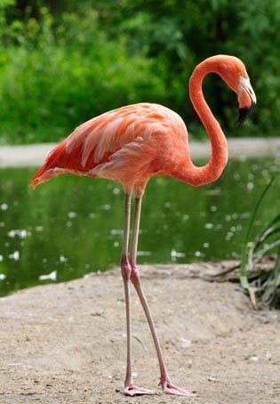 American flamingo All about flamingos American Flamingo