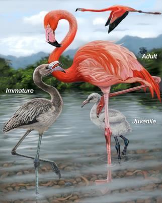 American flamingo httpsidentifywhatbirdcomimg453478imageas