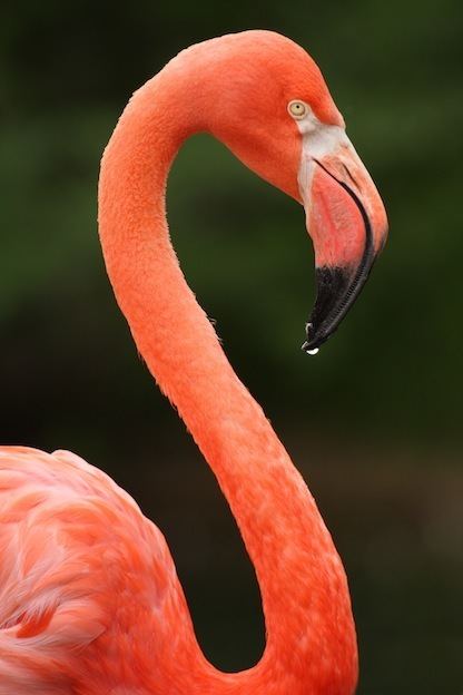 American flamingo American Flamingo Flamingo Facts and Information