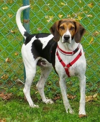 American Foxhound American Foxhound Dog Breed Information and Pictures
