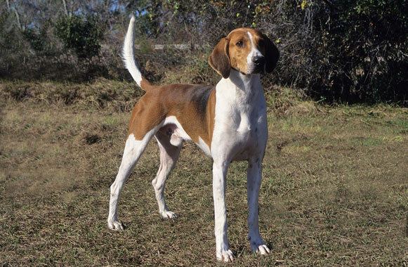American Foxhound American Foxhound Breed Information