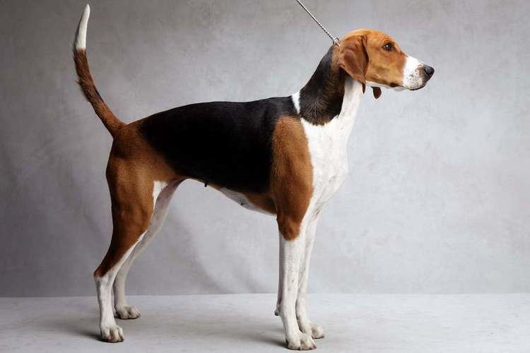 American Foxhound American Foxhound Facts Temperament Training Puppies Pictures