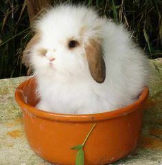 American Fuzzy Lop American Fuzzy Lop Rabbit What39s little and floppy and cute all over