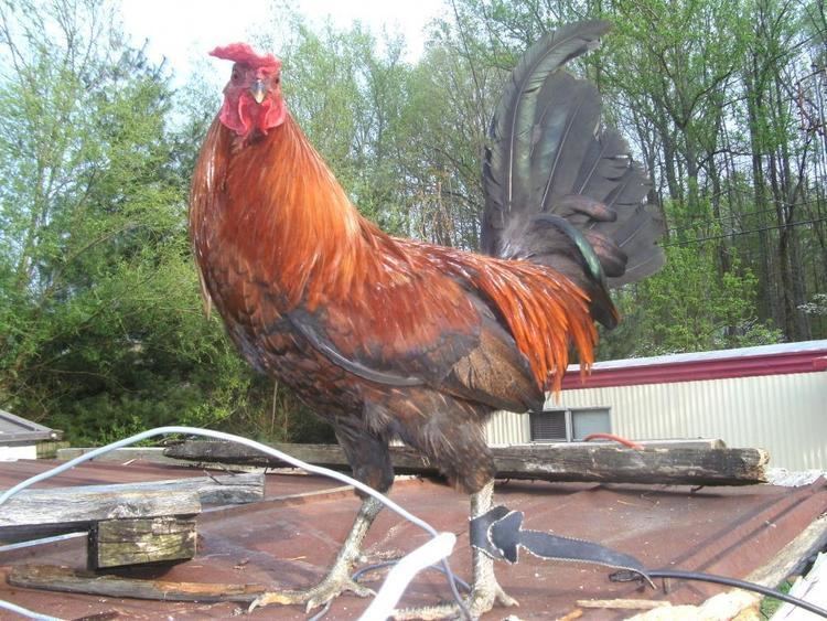 American Game fowl standing on a roof