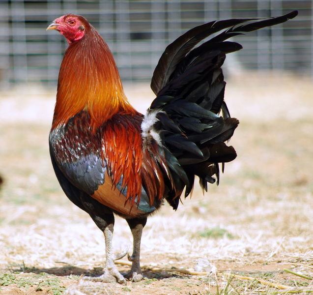 The side view of the American Game fowl