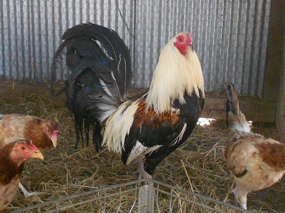 American Game fowl with two other chicken
