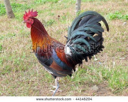 American Game fowl standing on a grass-covered land