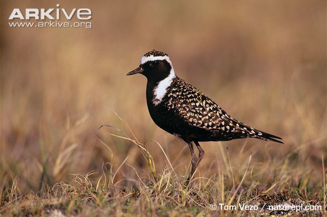 American golden plover American golden plover videos photos and facts Pluvialis dominica