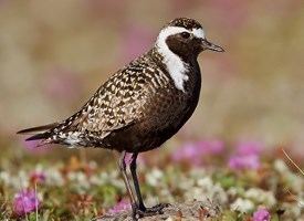 American golden plover American GoldenPlover Life History All About Birds Cornell Lab