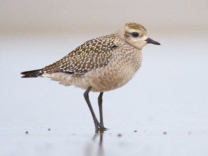 American golden plover American GoldenPlover Identification All About Birds Cornell