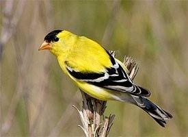 American goldfinch American Goldfinch Identification All About Birds Cornell Lab of