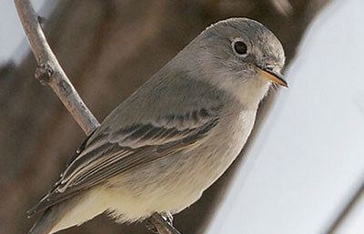 American gray flycatcher Description of the Gray Flycatcher