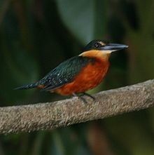 American green kingfisher httpsuploadwikimediaorgwikipediacommonsthu