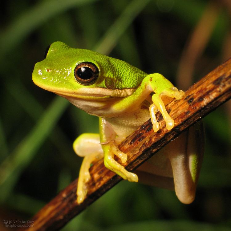 American green tree frog American Green Tree Frog Hyla cinerea jciv Flickr