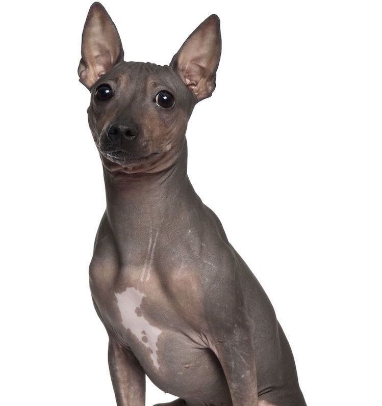 American Hairless Terrier 5 Things to Know About American Hairless Terriers Petful
