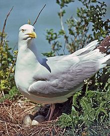 American herring gull httpsuploadwikimediaorgwikipediacommonsthu