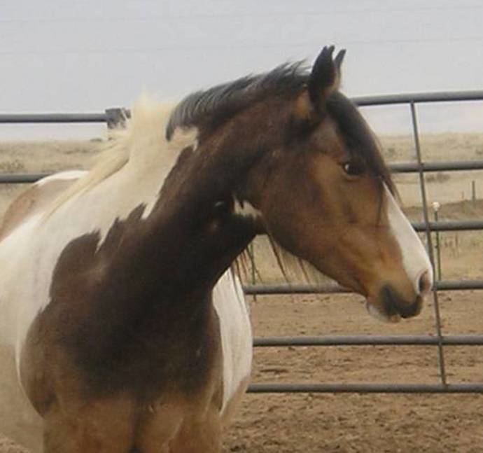 American Indian Horse wwwhorsebreedsinfocomimagesAmericanIndianHor