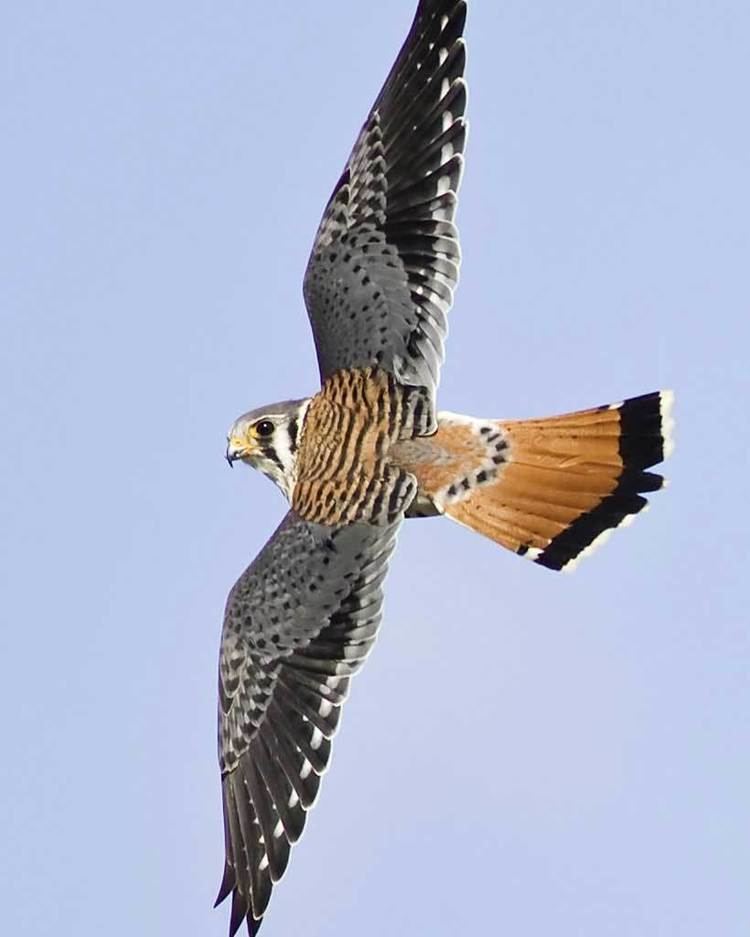 American kestrel American Kestrel Audubon Field Guide
