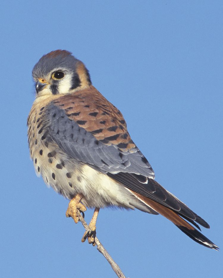 American kestrel d2fbmjy3x0sduacloudfrontnetsitesdefaultfiles