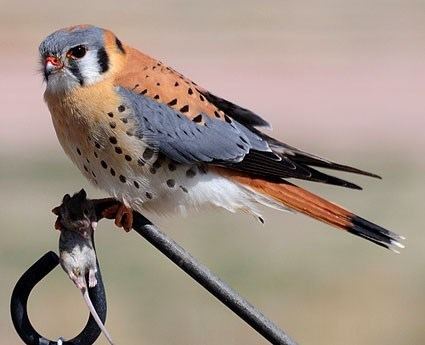 https://alchetron.com/cdn/american-kestrel-fd72f169-6a99-4287-91a2-8851ea593b0-resize-750.jpg