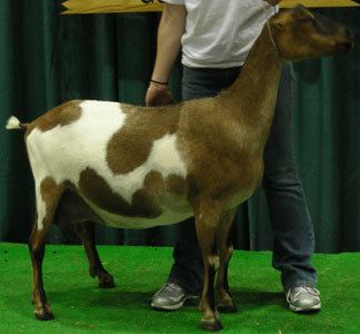 American Lamancha goat Breeds of Dairy Goats LaMancha