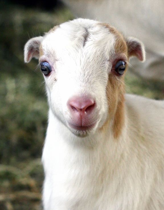 American Lamancha goat LaMancha Goats The Goat Guide Complete Goat Resource