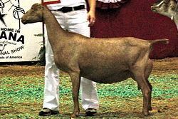 American Lamancha goat httpsuploadwikimediaorgwikipediacommonsthu